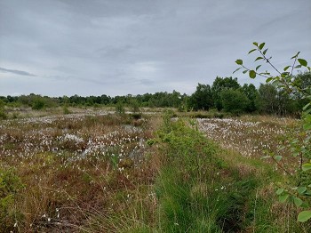 Fenns, Whixall and Bettisfield Mosses